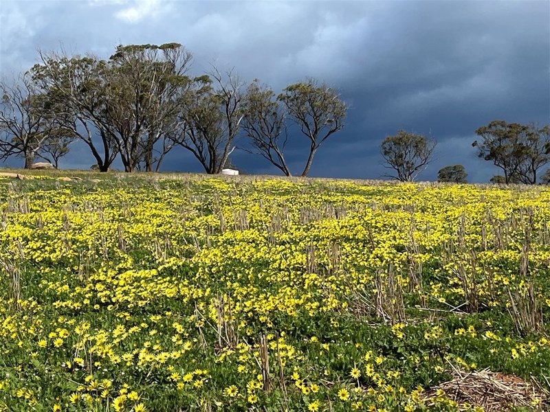 Photo - . 'Gardens' Part , Shackleton WA 6386 - Image 15