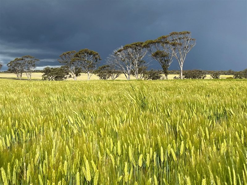 . 'Gardens' , Shackleton WA 6386