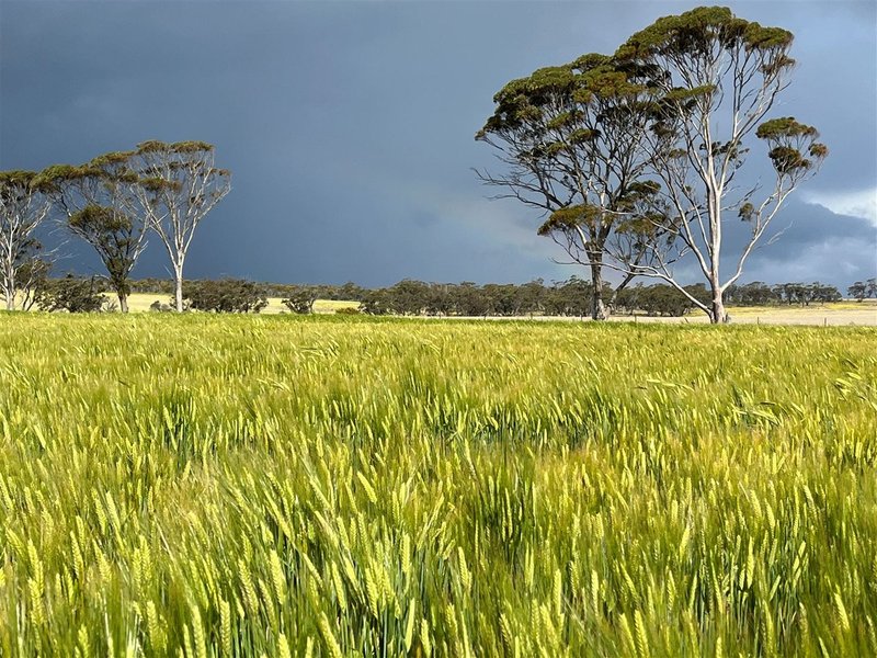 Photo - . 'Gardens' , Shackleton WA 6386 - Image 3