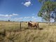 Photo - 'Glen Hill Caranarvon Highway, Injune QLD 4454 - Image 8