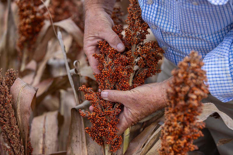 Photo - "Glengarry" 1947 Pampas - Horrane Road, Condamine Plains QLD 4352 - Image 9