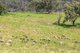 Photo - "Goonumburrah" Quartpot Road (Roseberg) , Woodstock NSW 2793 - Image 11