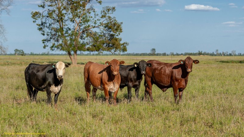 Photo - Gowrie Junction QLD 4352 - Image 1