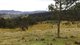 Photo - Gresford NSW 2311 - Image 13