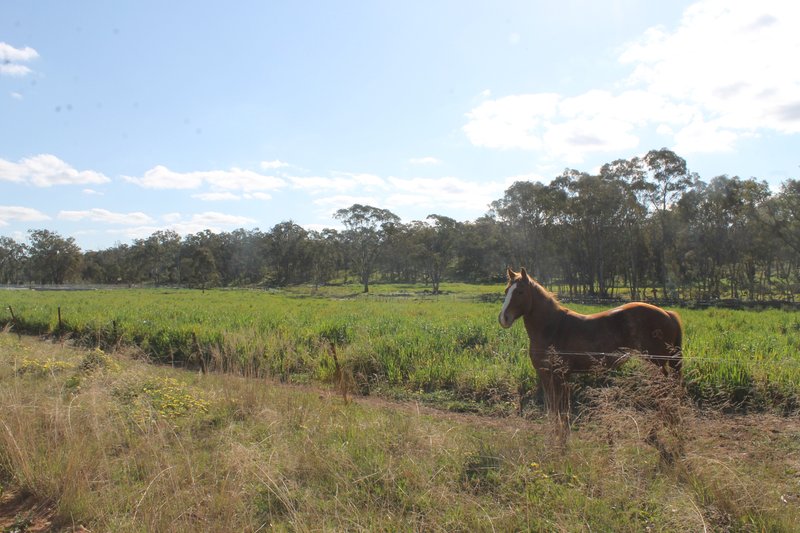 Photo - Gulgong NSW 2852 - Image 15