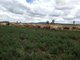 Photo - Gunnedah NSW 2380 - Image 13