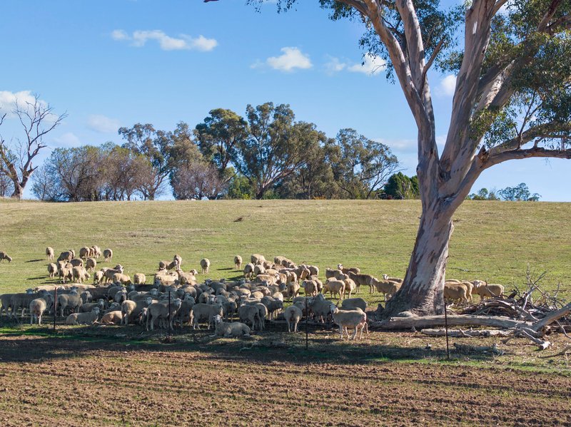 Photo - "Hilltops" 262 Cooringle Road, Harden NSW 2587 - Image 6