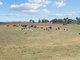 Photo - "Hilltops" 262 Cooringle Road, Harden NSW 2587 - Image 16