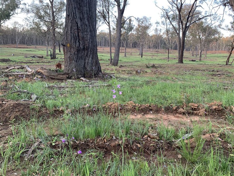 Photo - . Holbrook Wagga Road, Cookardinia NSW 2650 - Image 9