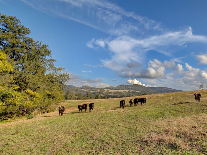 Photo - Kangaroo Valley NSW 2577 - Image 10