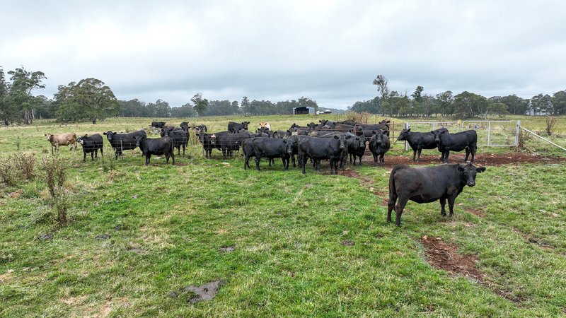 Photo - 'Lagoona Downs' Rubys Nob Road, Niangala NSW 2354 - Image 14