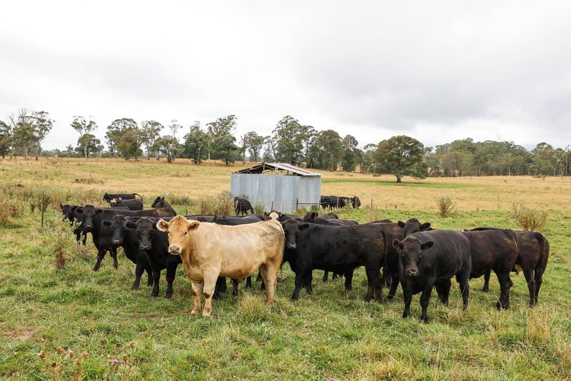 Photo - 'Lagoona Downs' Rubys Nob Road, Niangala NSW 2354 - Image 15