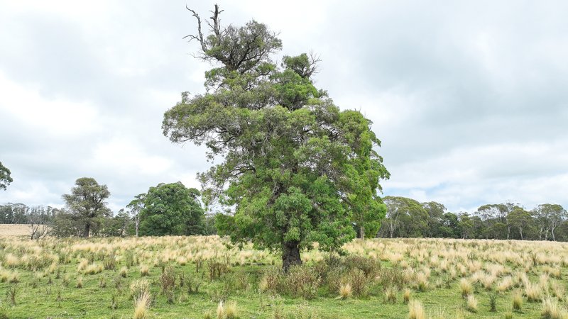 Photo - 'Lagoona Downs' Rubys Nob Road, Niangala NSW 2354 - Image 24