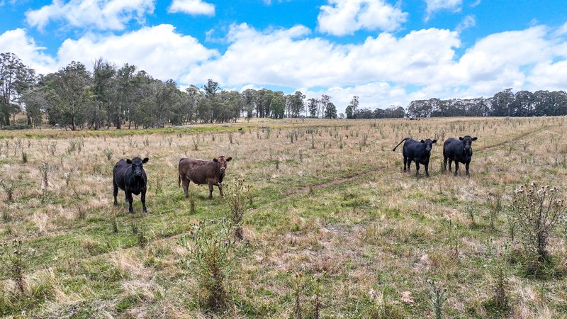 Photo - 'Lagoona Downs' Rubys Nob Road, Niangala NSW 2354 - Image 32