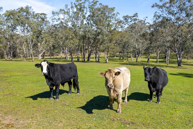 Photo - Lochinvar NSW 2321 - Image 30