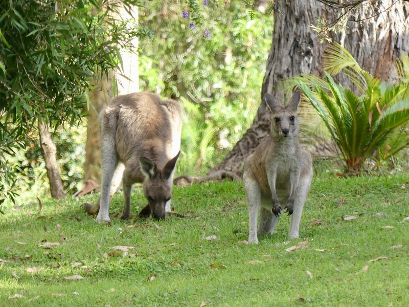 Long Beach NSW 2536