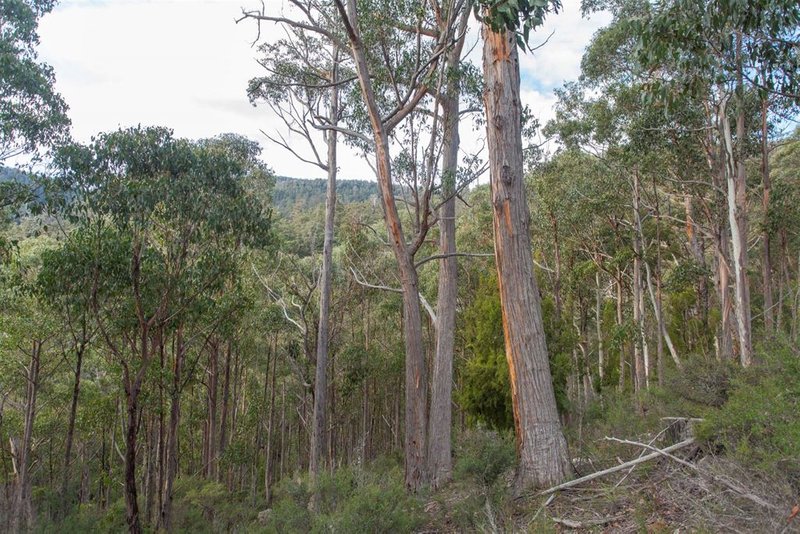 Photo - Lot 0785 Wallis Road, Judbury TAS 7109 - Image 6