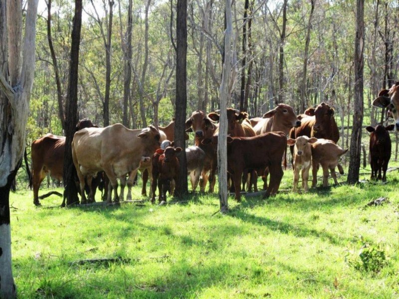 Photo - Lot 1 Almond Road, Blackbutt QLD 4306 - Image 20