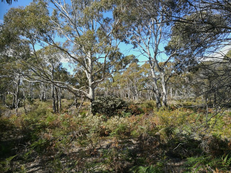 Photo - Lot 1 Ocean Drive, Beaumaris TAS 7215 - Image 11