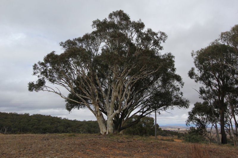 Photo - Lot 1 Reardons Road. , Yass NSW 2582 - Image 2