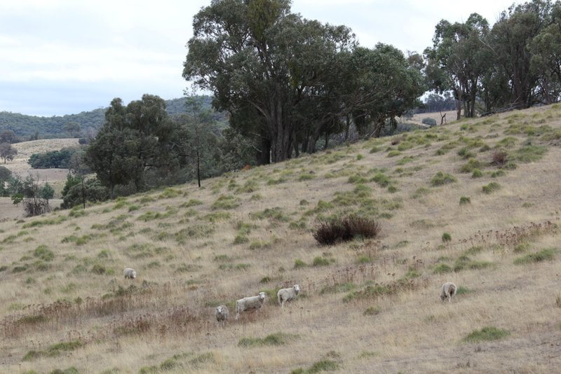 Photo - Lot 1 Reardons Road. , Yass NSW 2582 - Image 9