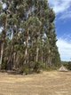 Photo - Lot 1 Thomson Road, Lake Muir WA 6258 - Image 10