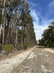 Photo - Lot 1 Thomson Road, Lake Muir WA 6258 - Image 11