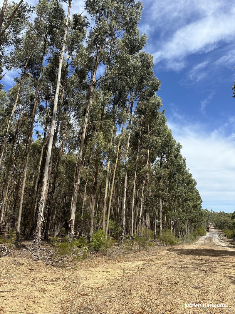 Photo - Lot 1 Thomson Road, Lake Muir WA 6258 - Image 9