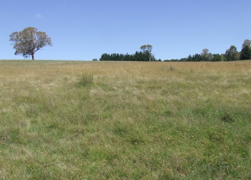 Photo - Lot 1 Tyrl Tyrl Road, Golspie NSW 2580 - Image 25