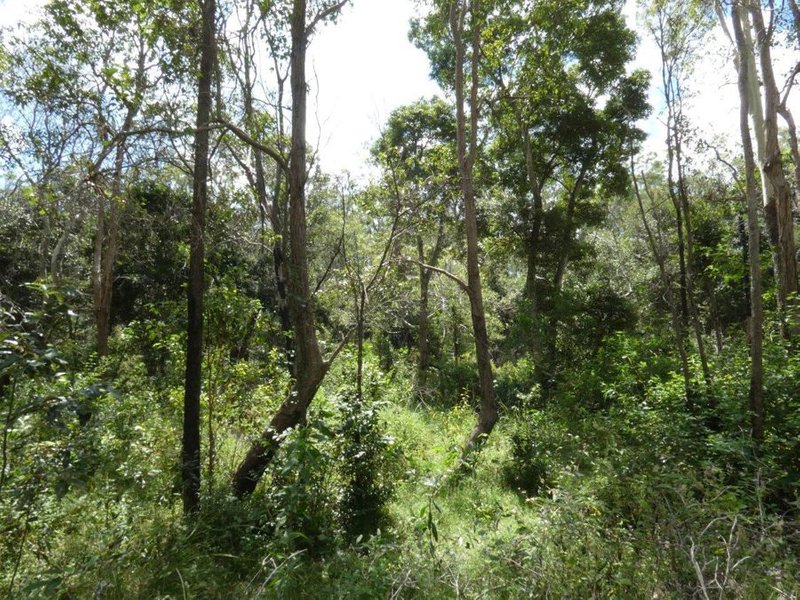 Photo - Lot 101 Mollenhagens Road, Rosedale QLD 4674 - Image 7