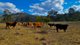 Photo - Lot 109 Davis Road, West Haldon QLD 4359 - Image 16