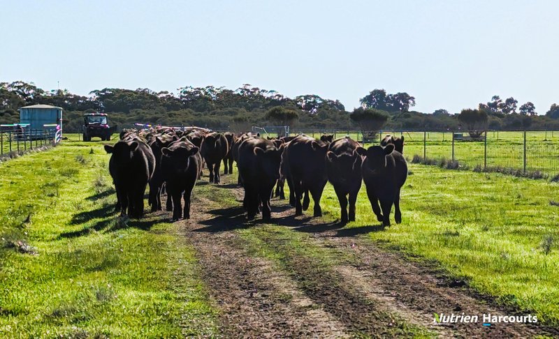 Photo - Lot 11 Corner Of Bootine Road & Brand Highway, Beermullah WA 6503 - Image 11