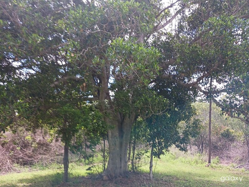 Photo - Lot 11 East River Pines Drive, Delan QLD 4671 - Image 7