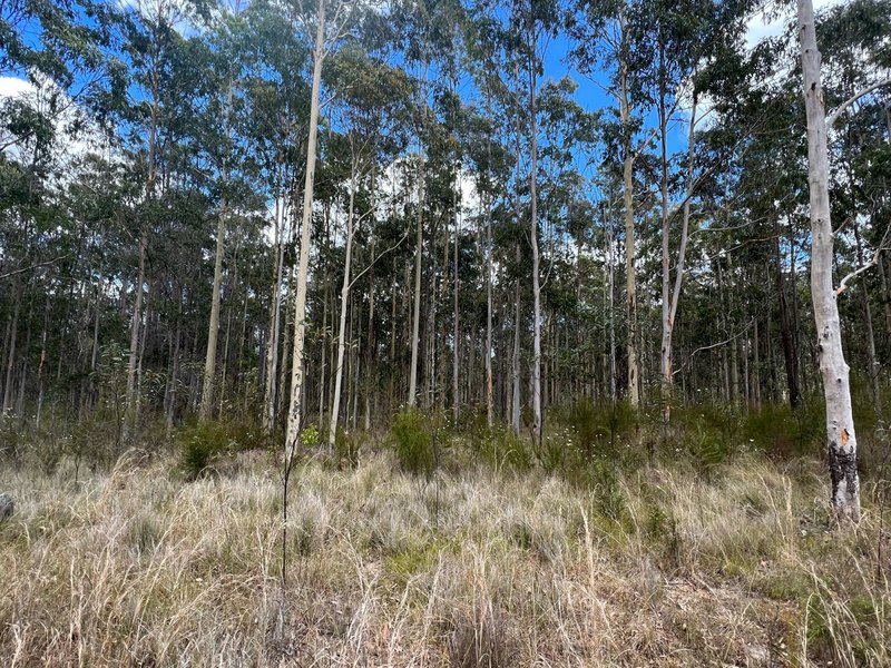 Photo - Lot 11/Lot 11 John Lane Road, Yarravel NSW 2440 - Image 6