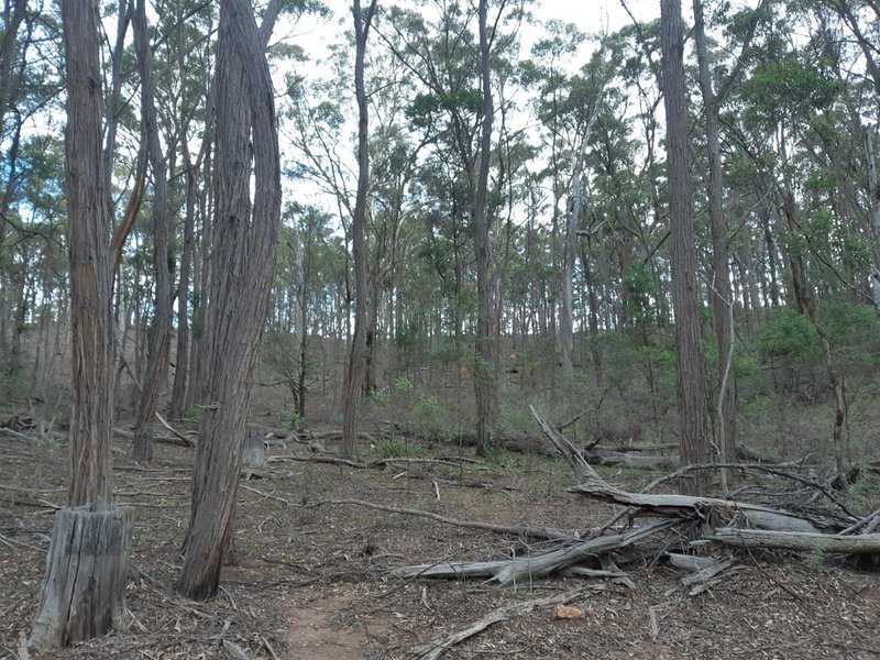 Photo - Lot 12 Timberlight Road, Windellama NSW 2580 - Image 3