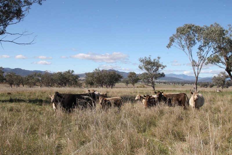 Lot 12 Werris Creek Road, Quirindi NSW 2343