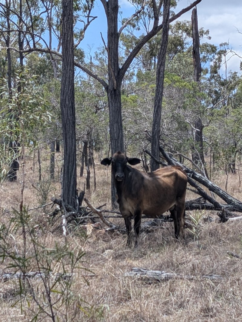 Photo - Lot 123 Beak Road, Bajool QLD 4699 - Image 8