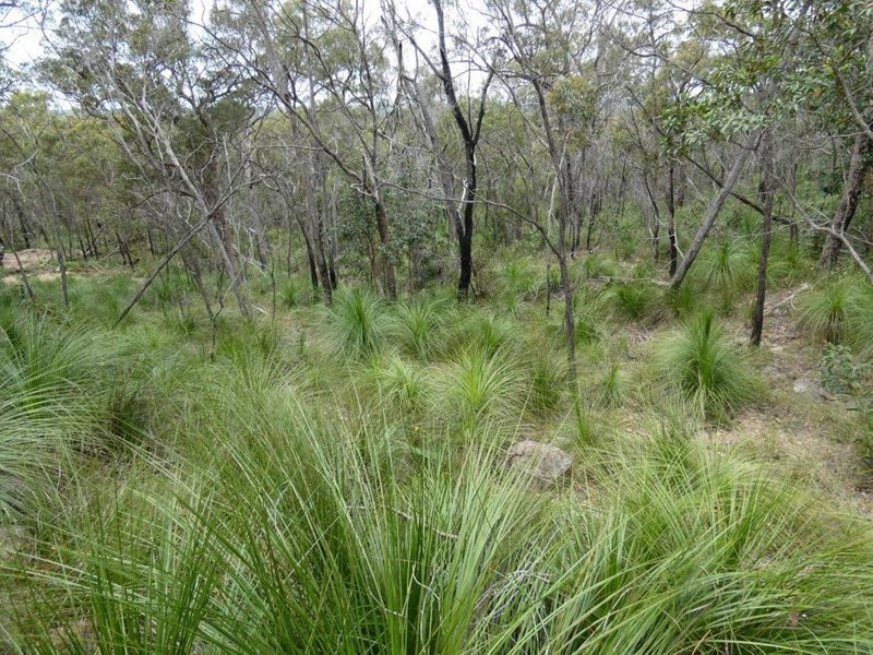 Photo - Lot 125 Seabreeze Court, Deepwater QLD 4674 - Image 17