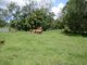 Photo - Lot 13 Bruce Highway, Bloomsbury QLD 4799 - Image 14