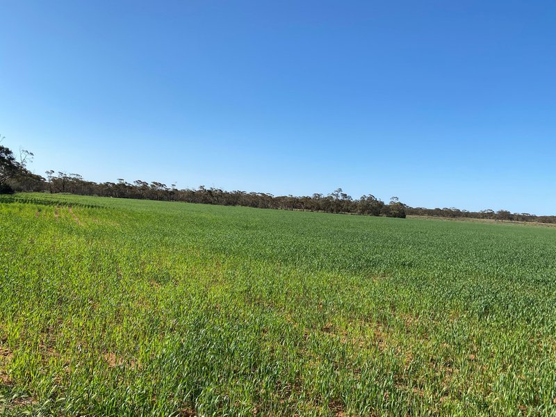 Photo - Lot 136 Lake Moodie Road, Sedan SA 5353 - Image 6