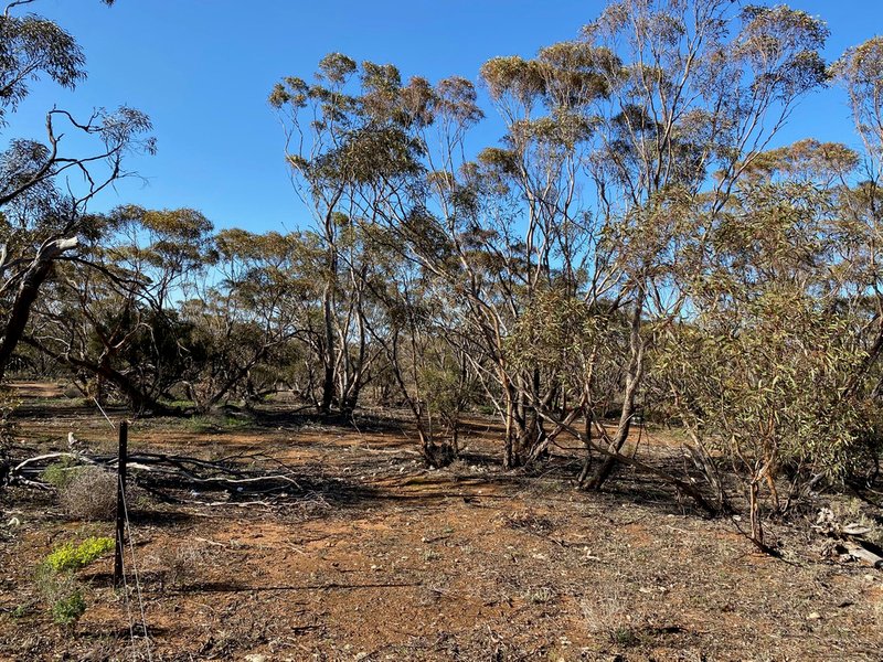 Photo - Lot 136 Lake Moodie Road, Sedan SA 5353 - Image 11