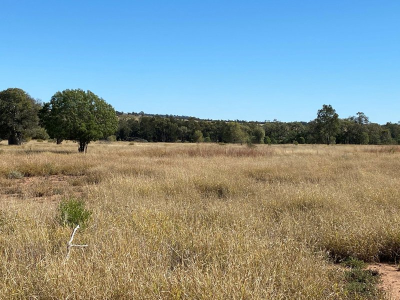 Photo - Lot 149 Wallumbilla North Road, Wallumbilla QLD 4428 - Image 15