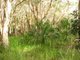 Photo - Lot 175 Freshwater Court, Deepwater QLD 4674 - Image 4