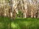 Photo - Lot 175 Freshwater Court, Deepwater QLD 4674 - Image 11