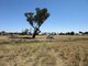 Photo - Lot 2 'Alvin' Ridge Street, Attunga NSW 2345 - Image 4