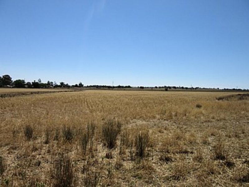 Photo - Lot 2 'Alvin' Ridge Street, Attunga NSW 2345 - Image 5