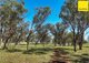 Photo - Lot 2 Burtenshaws Road, Inverell NSW 2360 - Image 20