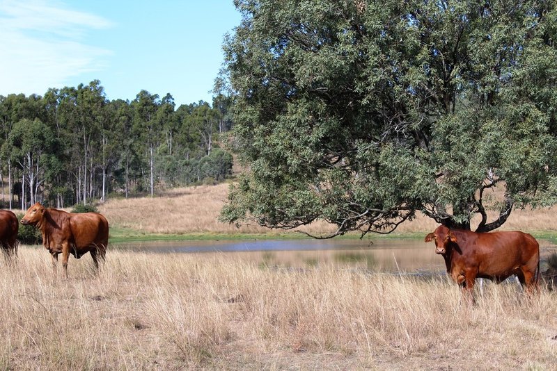 Photo - Lot 2 Esk Crows Nest Road, Biarra QLD 4313 - Image 10