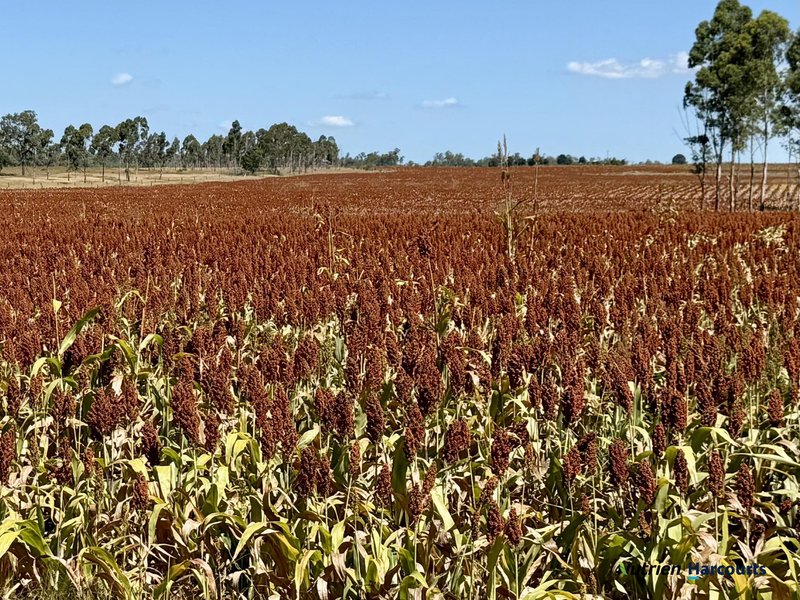 Photo - Lot 2 Reedy Creek Road, Benair QLD 4610 - Image 1
