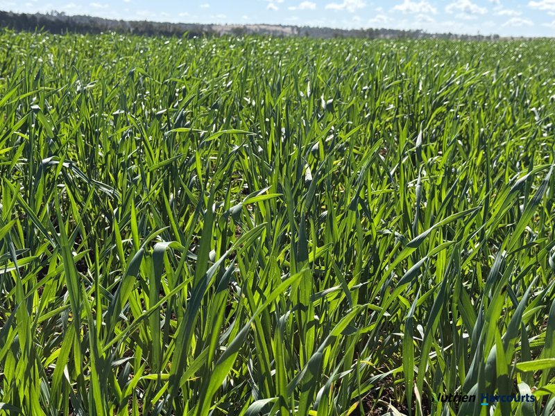 Photo - Lot 2 Reedy Creek Road, Benair QLD 4610 - Image 19